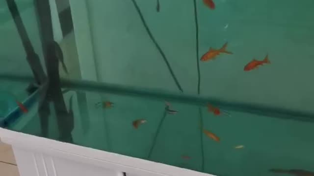Small goldfish