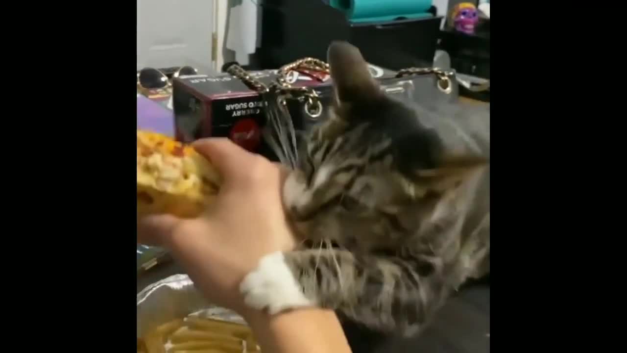 Funny cat video