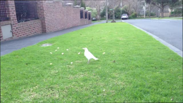 Extremely Rare White Magpie Spotted Having a Snack