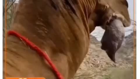 Cute animal behavior makes you happy