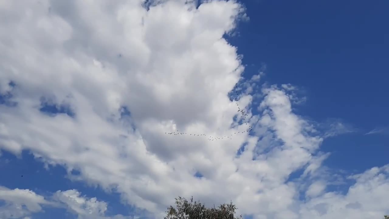 Birds in formation Lalor Melbourne AU