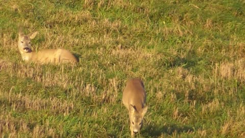 Roe deer with roe deer I was shocked