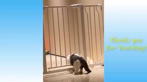 Top Funny Cat Videos Of The Weekly - Try Not To Laugh 17