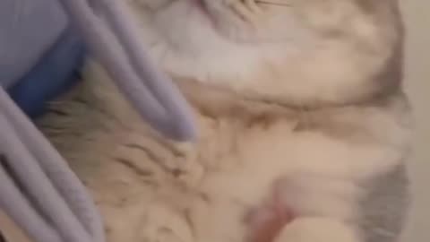Cute Cats & Funny Cats 7 😍😍😅😅
