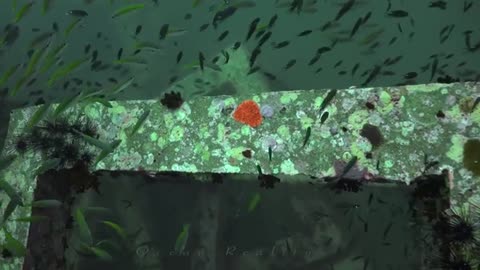 Beautiful Fish underwater view