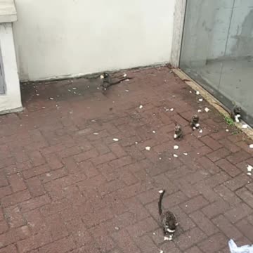 Monkeys on the street