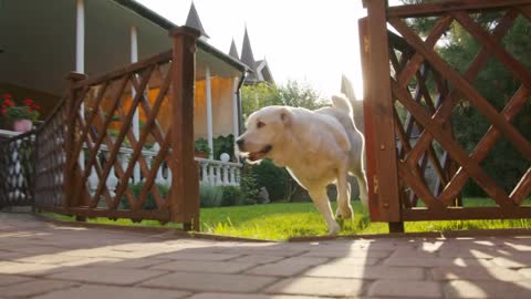Happy big cute friendly pet dog wagging his tail