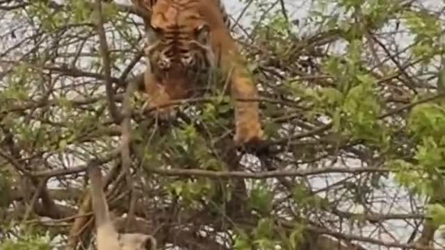 Tiger Attack Monkey On Tree