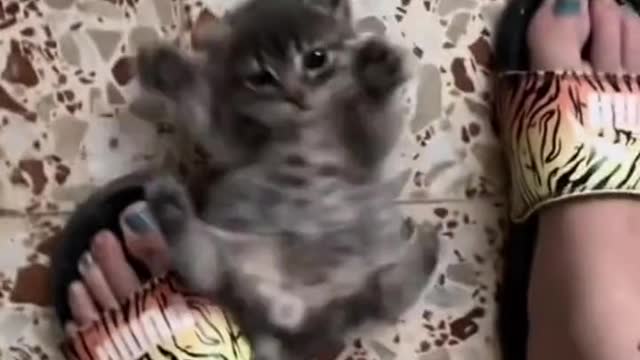 Please come to see the cutest cat in the world