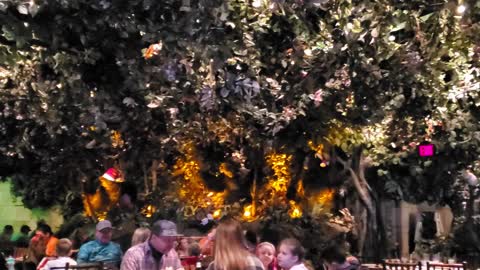 Jungle show at Rainforest Cafe