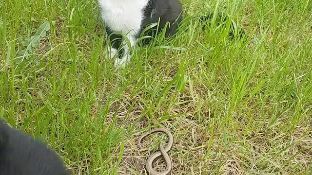 2 Katzen entdecken einen langsamen Wurm