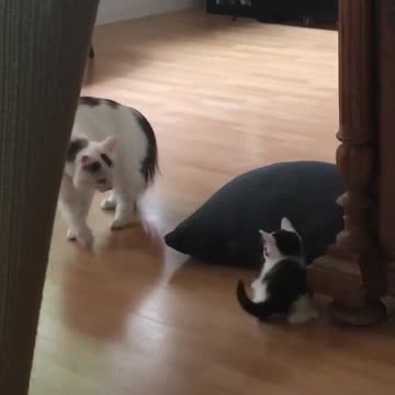 Mama cat plays with her kitten
