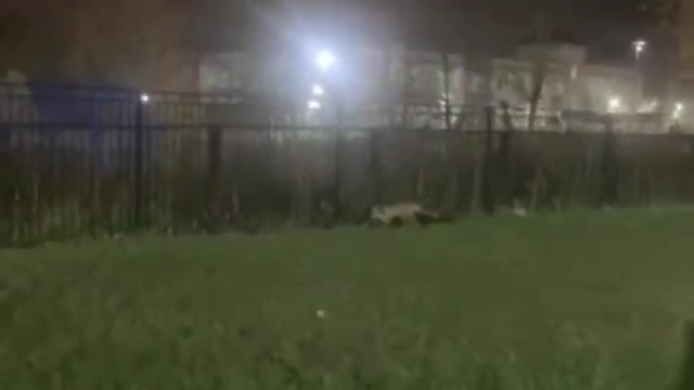 the fox ran onto the football field