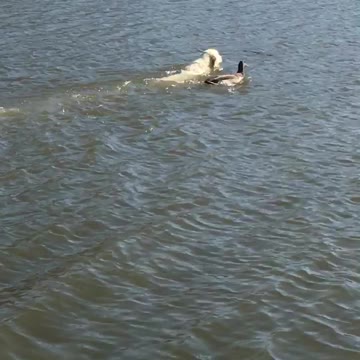 Duck And Dog Fetch Stick Together