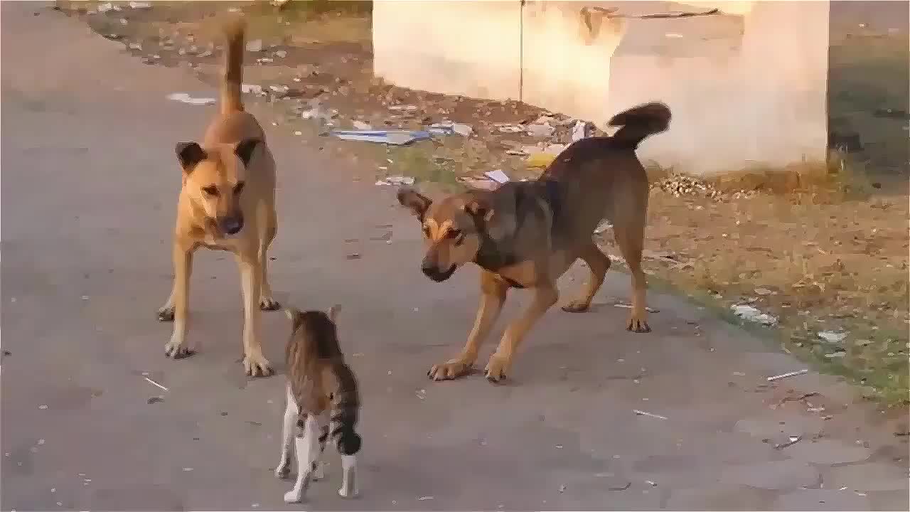 Cat wins two Dogs - battle - funny animals video - cat heroes - cool cat