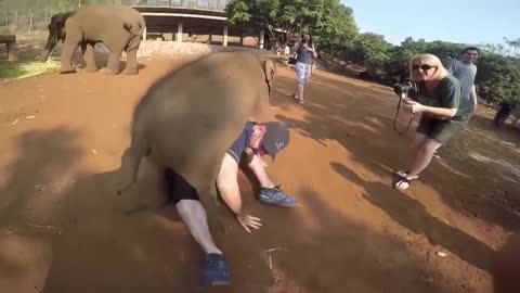 Crazy animal attack