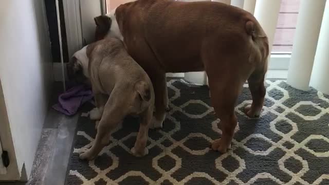 Three Bulldogs. One Washcloth.