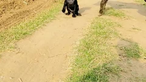 Dog Short Video ll #Short