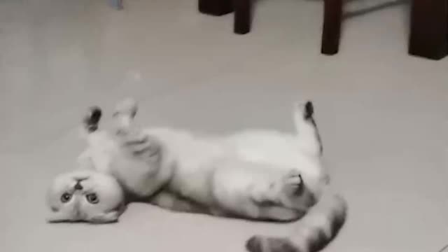 The cat rolled on the floor
