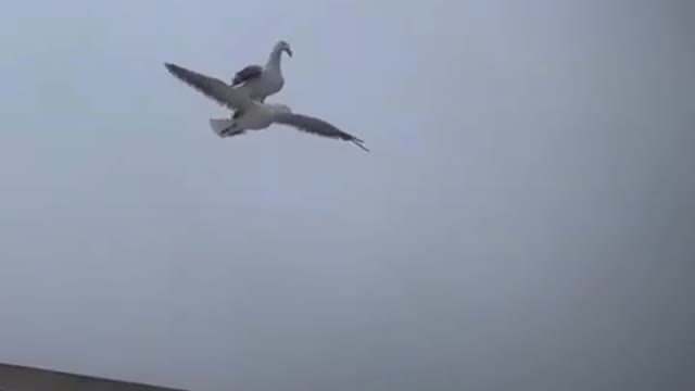 Amazing Gull sits on the back of his friend