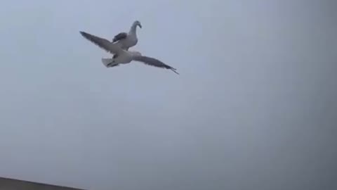 Amazing Gull sits on the back of his friend