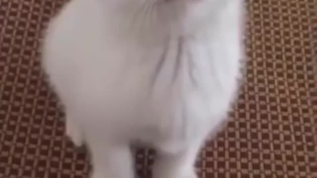 😍 Cute Cats and Funny Dogs Videos Compilation 2022 😍 #26