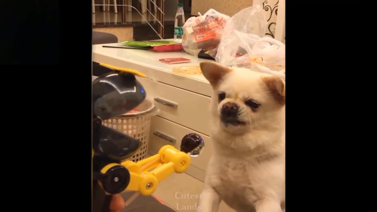 The robot doesn't give the dog chocolate!!!!