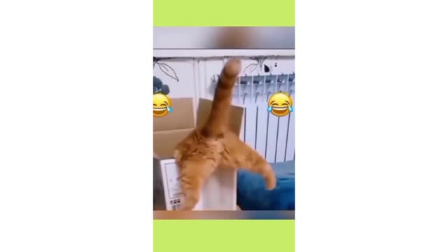 funny cat videos 7