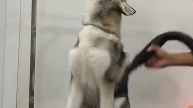 Cute Husky puppy having fun while grooming