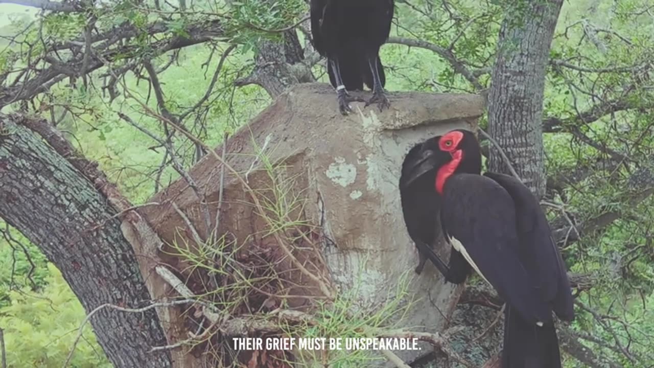 Lightning Strike: Leopard Takes Down Birds with Unbelievable Speed!