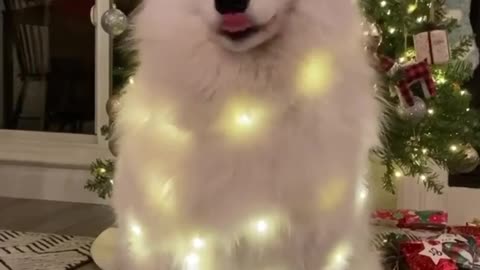 Christmas special cute pet