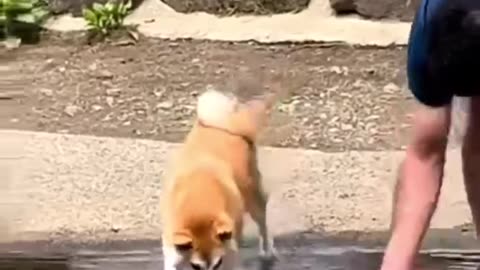 #Funny animals 😅🤣🤣🤣
