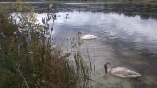 Eagles Cranes Herons Egrets Swans Ducks Geese Birds 10/17/21 Ohio