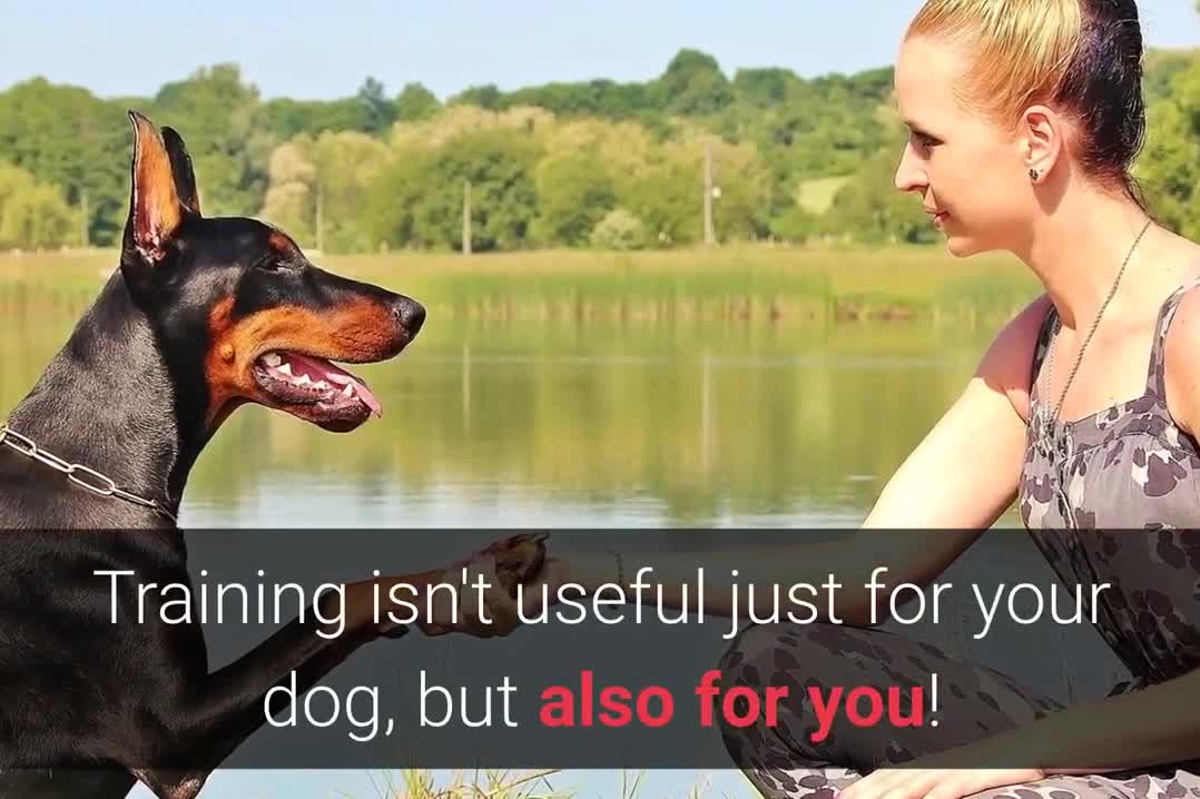 10 most essential commands every dog should know -START OF 10 STEPS