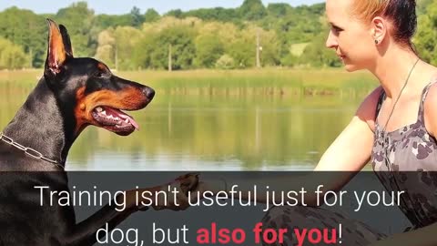 10 most essential commands every dog should know -START OF 10 STEPS