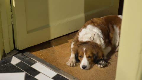 Panning Shot of Dog Sunbathing In Doorway