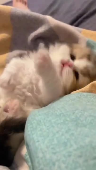 Cats vs Indoor Sinkhole (Can Our Cats See Optical Illusion)?