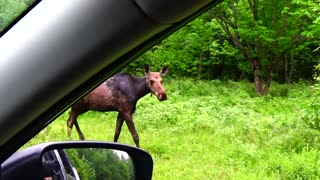 Friendly Moose