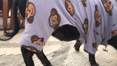 pig in pajamas