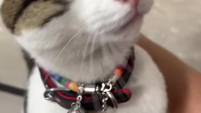 Cats that love clingy