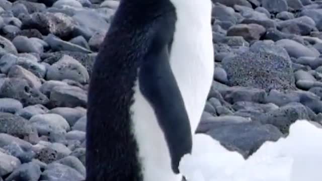 Little penguins calling for companions