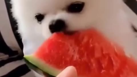 PUPPY EATING WATERMELON