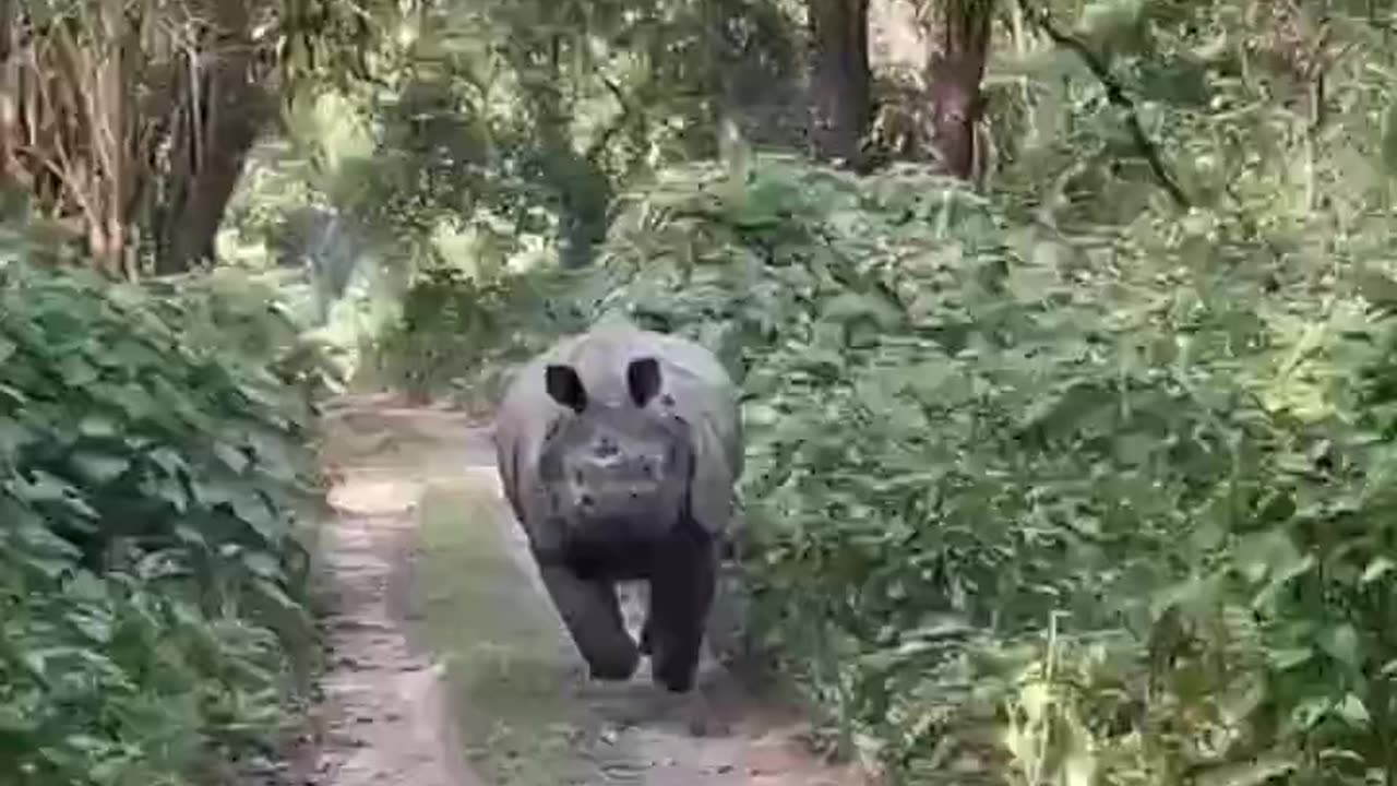 Unbelievable Encounter: Rhino's Intense Charge in Manas National Park!