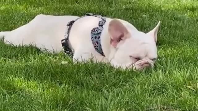 baby dog
