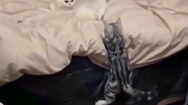 funny partner for funny life