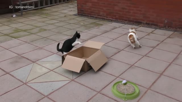 Cats Being JERKS! Savage Cats Attacking other cat Compilation |