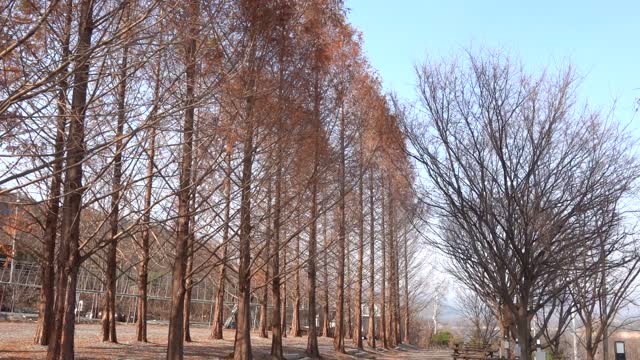Beautiful autumn scenery in Korea 5