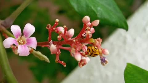 flowers on bees