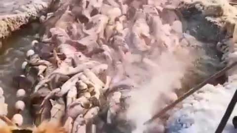 This is a beautiful and charming water-dwelling species