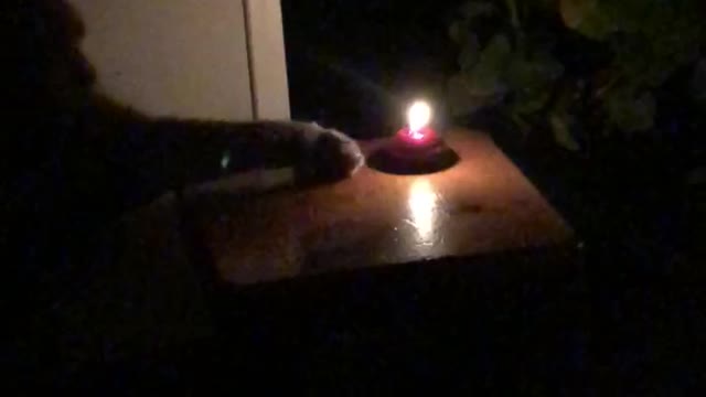 Cat fire